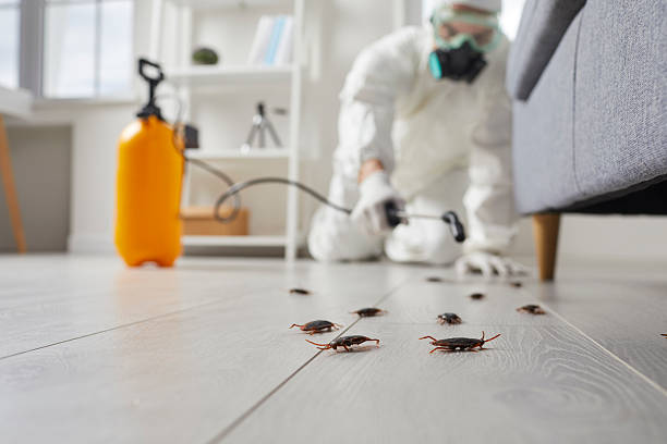 Affordable Termite Control solutions in Seth Ward, TX